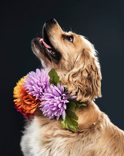 Love in Every Wag